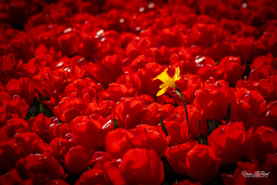 Yellow Daffodil among Red Tulips